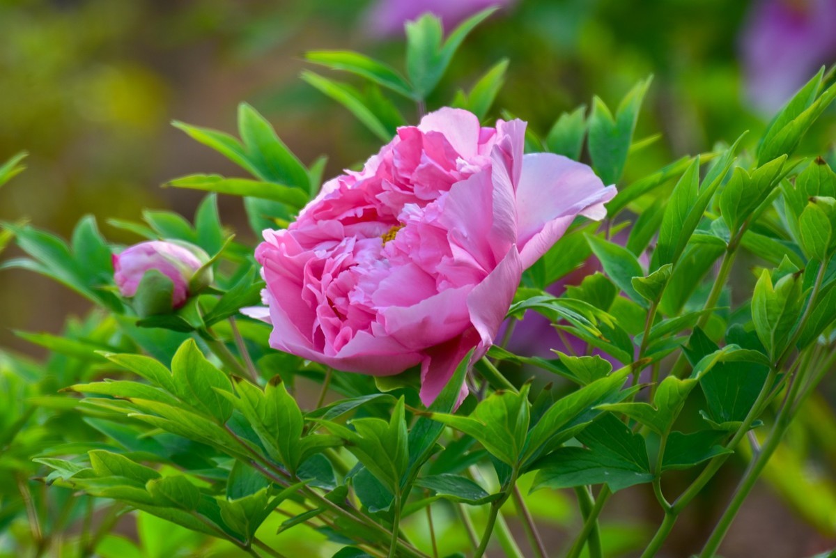 花开时节动龙城