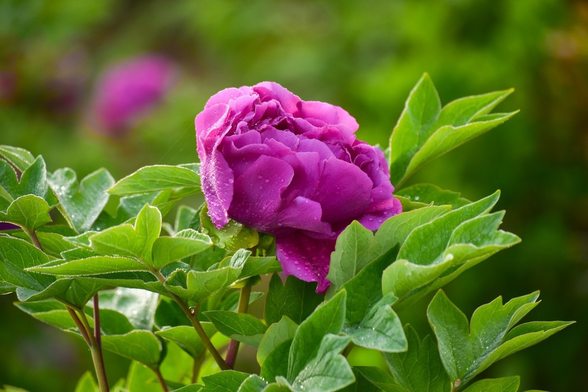 花开时节动龙城
