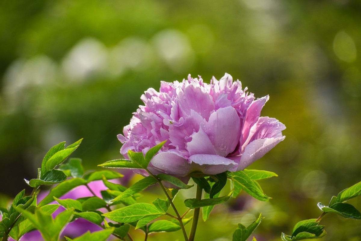 花开时节动龙城