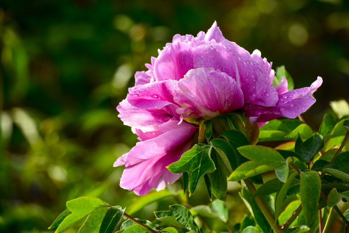 花开时节动龙城