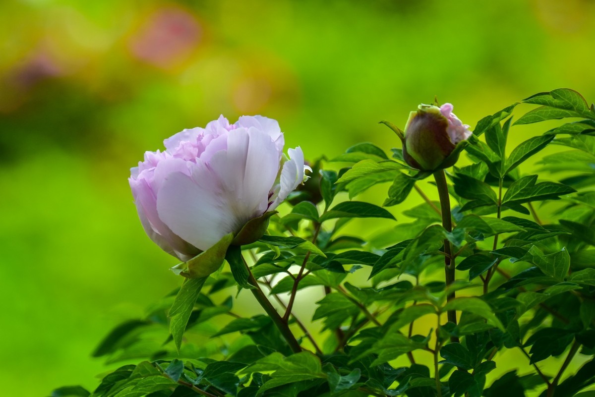 花开时节动龙城
