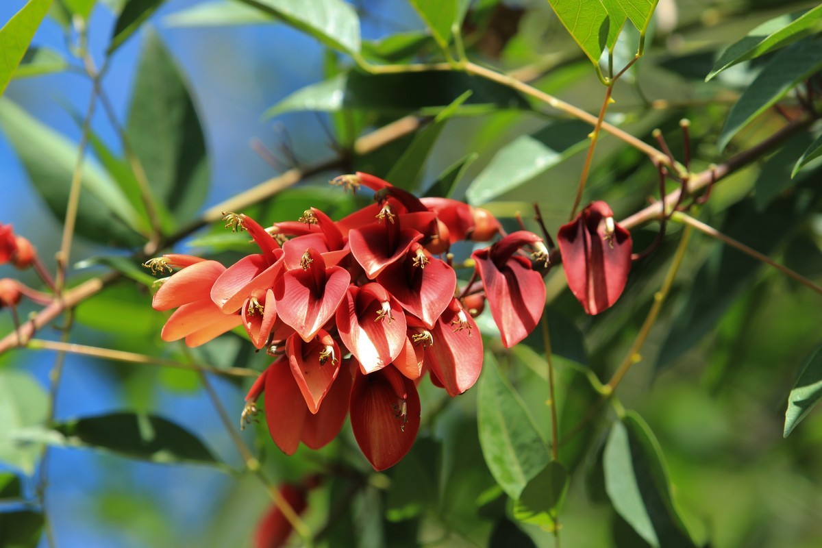 拍摄花卉一（382）