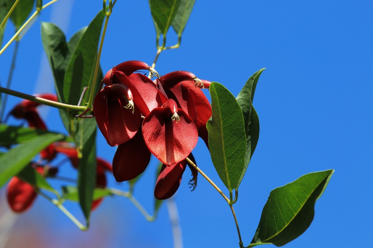 拍摄花卉一（382）