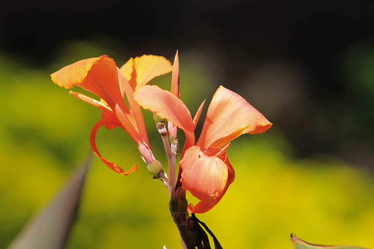 拍摄花卉一（382）