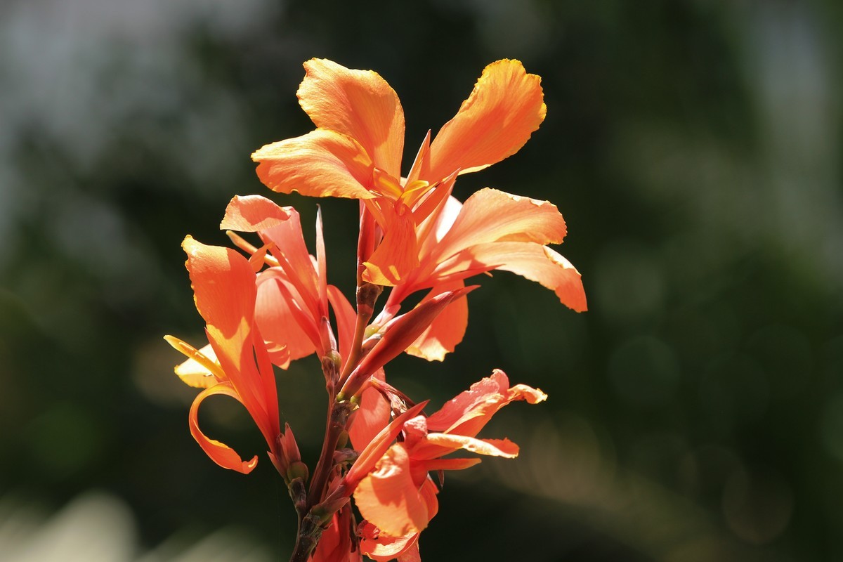 拍摄花卉一（382）