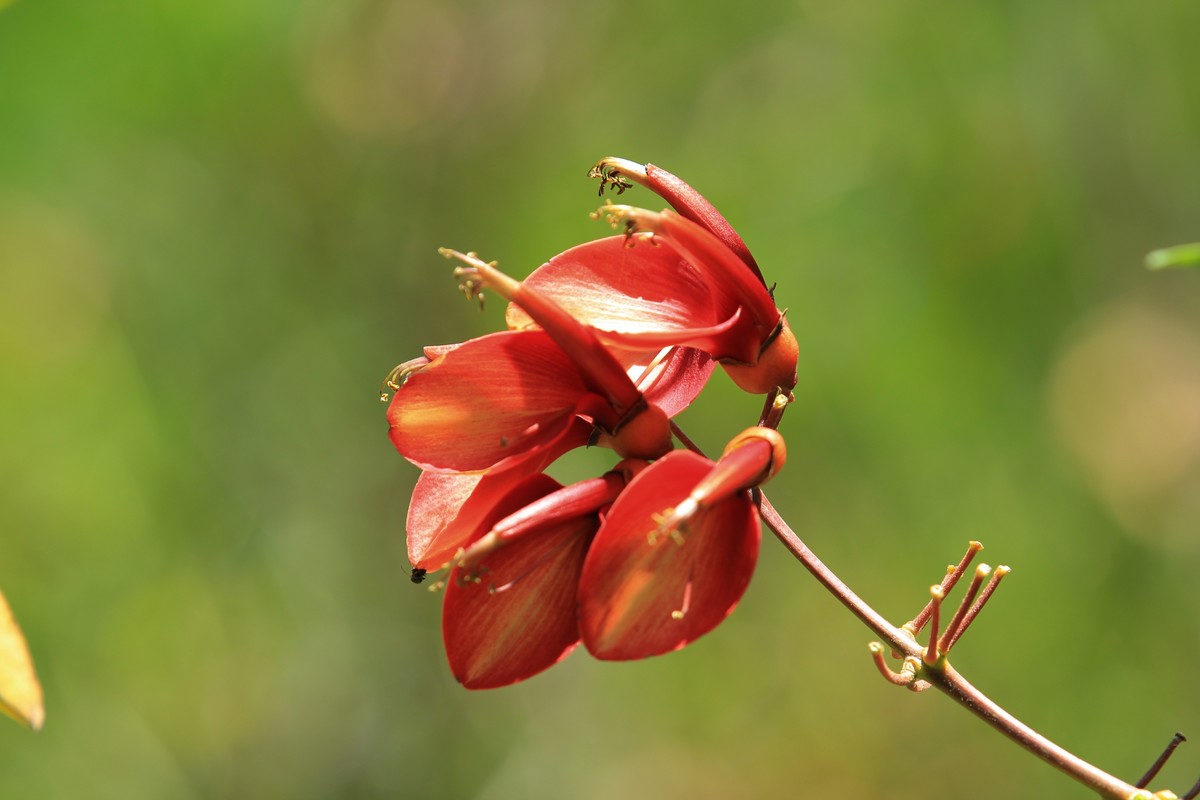 拍摄花卉一（382）