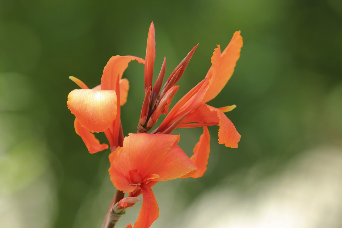 拍摄花卉一（382）