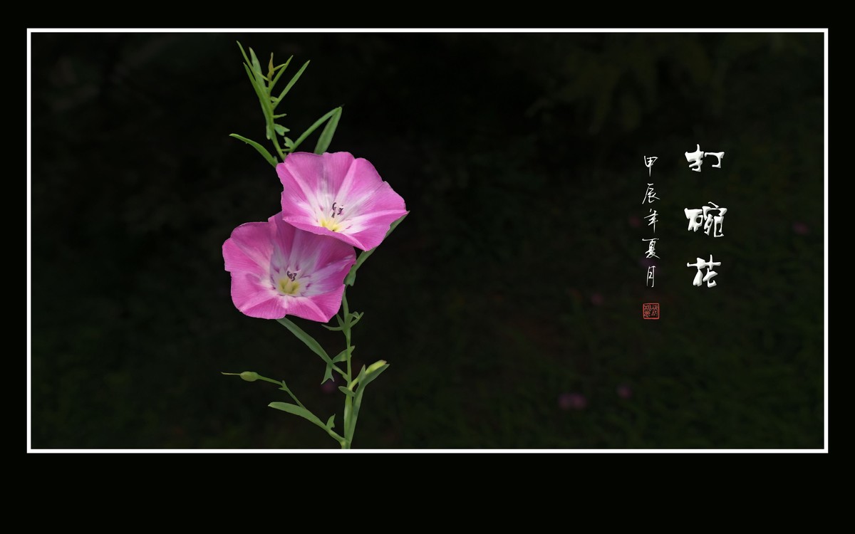 娇羞粉嫩的小野花-打碗花