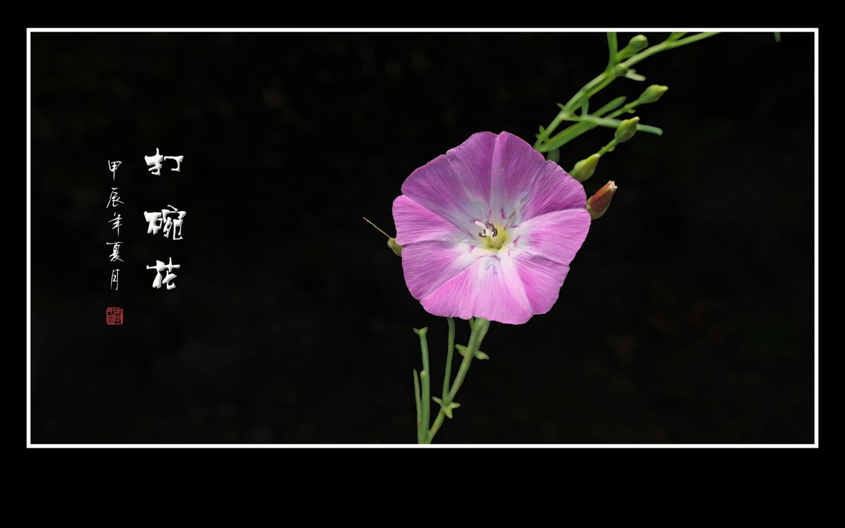 娇羞粉嫩的小野花-打碗花