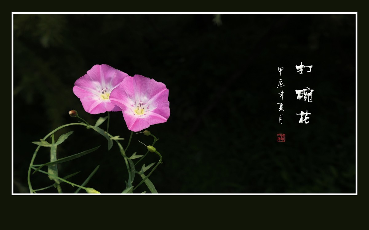 娇羞粉嫩的小野花-打碗花