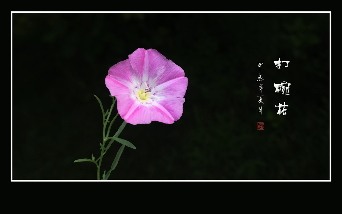 娇羞粉嫩的小野花-打碗花