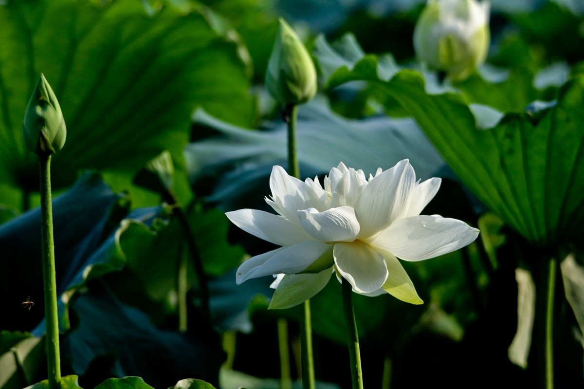 爱莲说——献给甲辰年即将远去的荷花季