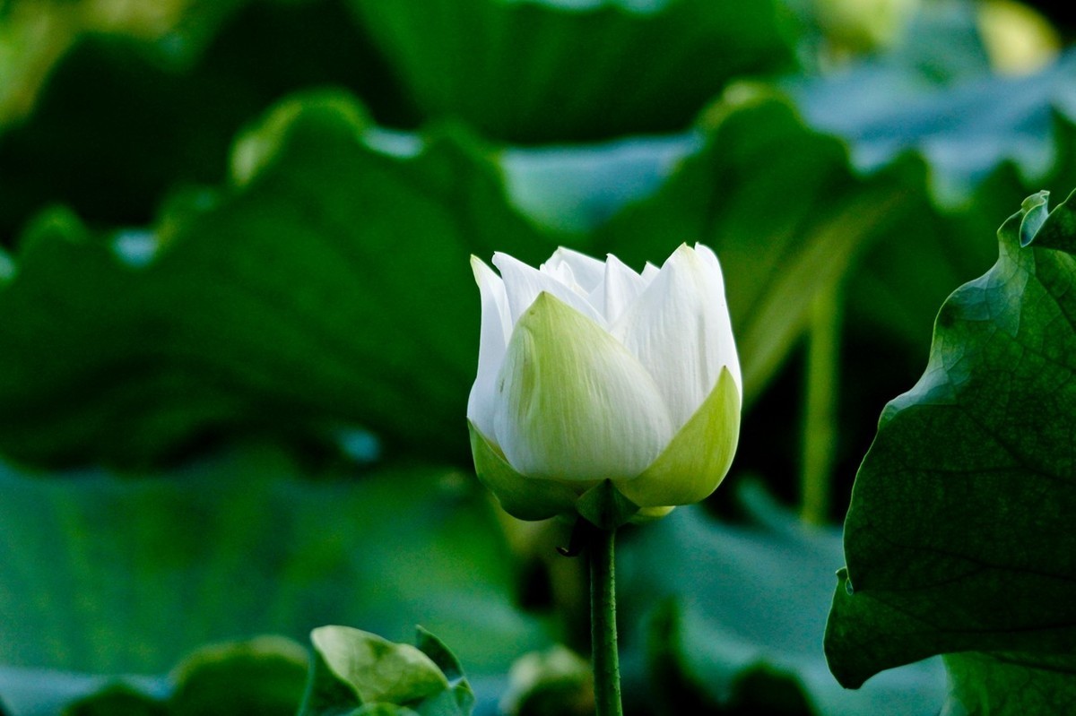 爱莲说——献给甲辰年即将远去的荷花季