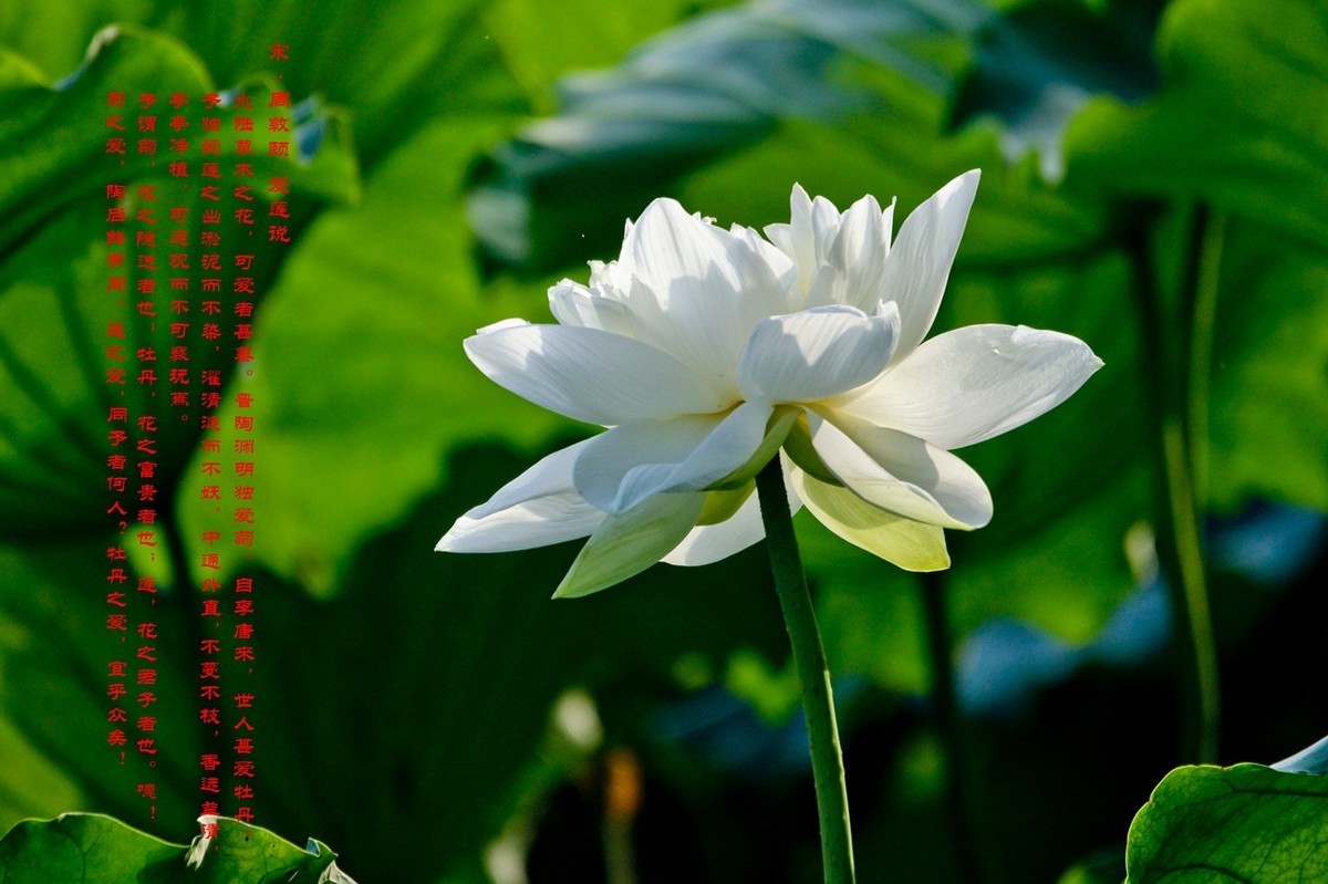 爱莲说——献给甲辰年即将远去的荷花季