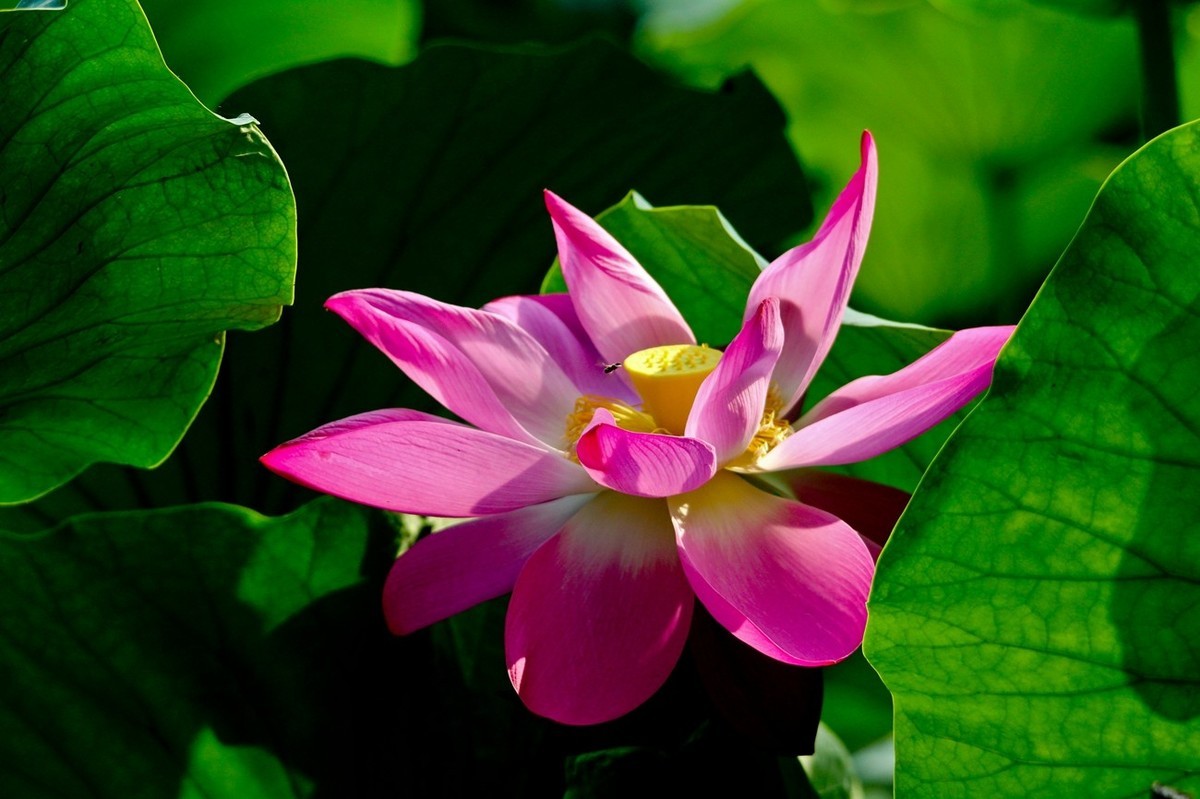 爱莲说——献给甲辰年即将远去的荷花季