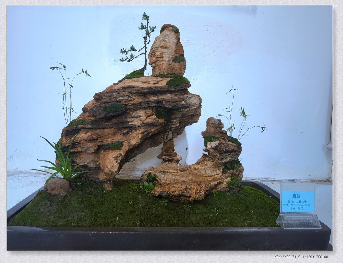 甲辰年公园盆景【2024-151】