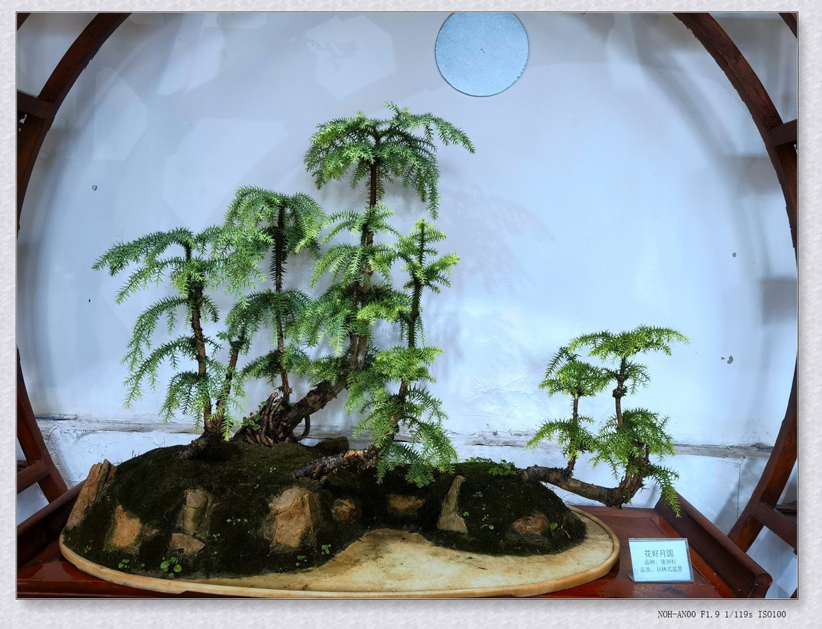 甲辰年公园盆景【2024-151】