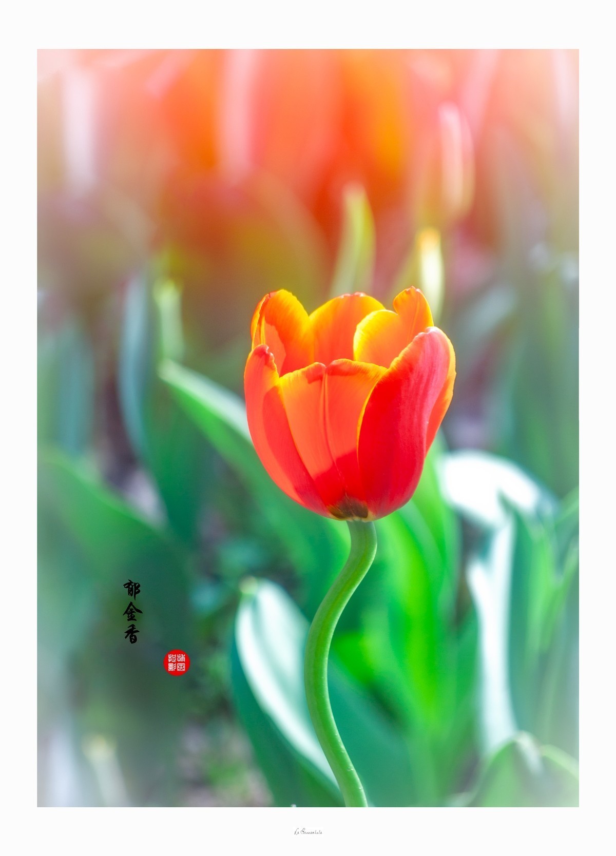 #版主坐堂#索尼大版星空(中国)2024年 12 月份优秀作品精选汇总