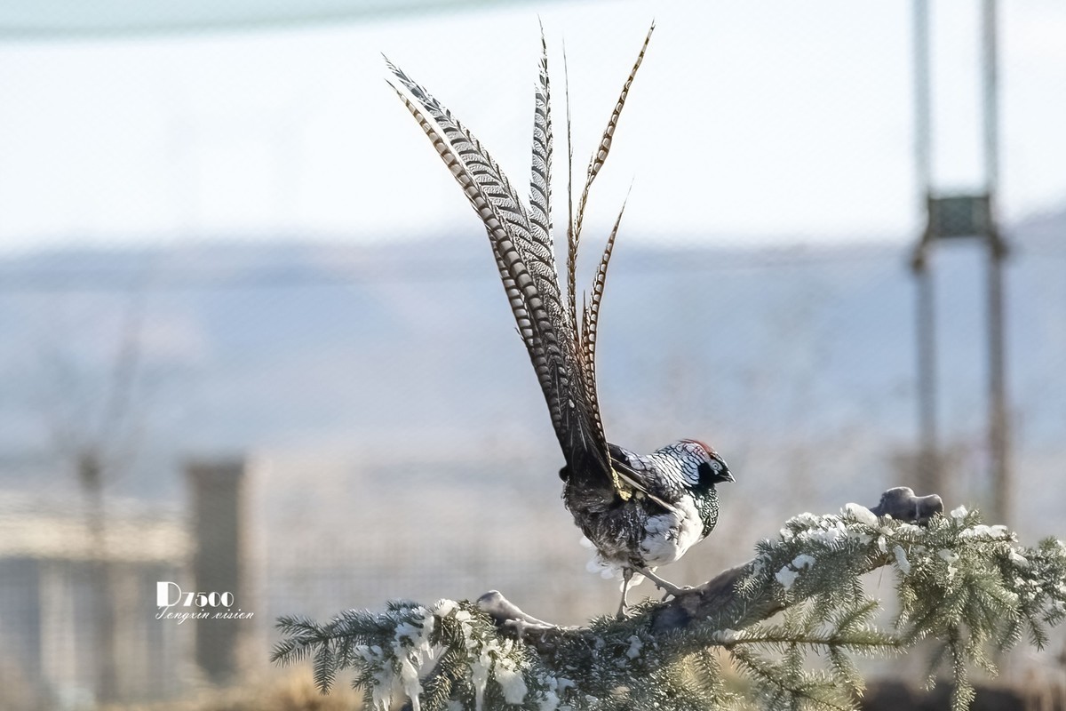 #版主坐堂#索尼大版星空(中国)2024年 12 月份优秀作品精选汇总