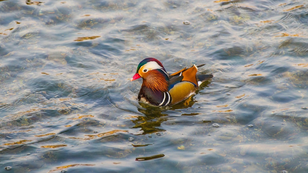 大 连 的 海 ------ 菱 角 湾 的 精 灵 （ 三 ）