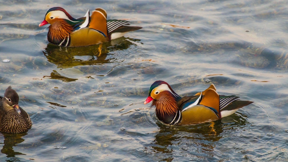 大 连 的 海 ------ 菱 角 湾 的 精 灵 （ 三 ）