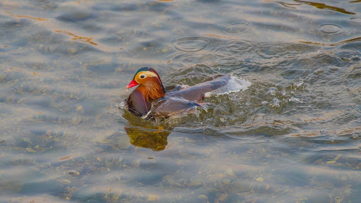 大 连 的 海 ------ 菱 角 湾 的 精 灵 （ 三 ）