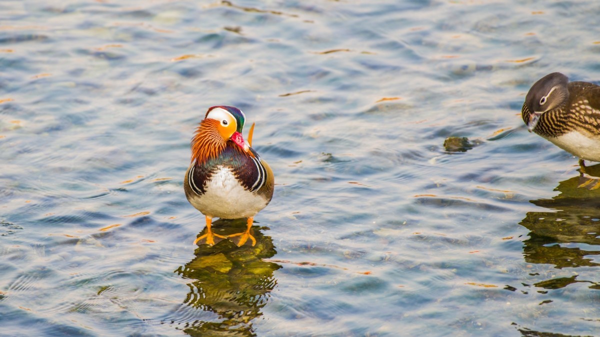 大 连 的 海 ------ 菱 角 湾 的 精 灵 （ 三 ）