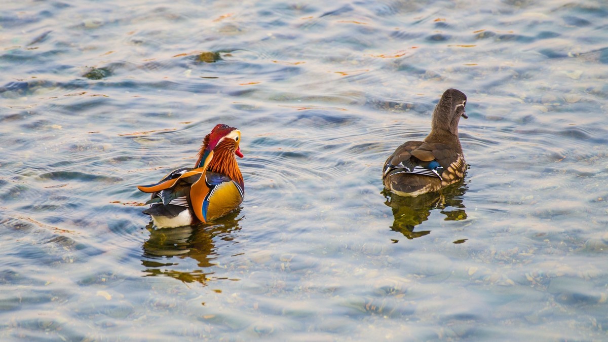 大 连 的 海 ------ 菱 角 湾 的 精 灵 （ 三 ）
