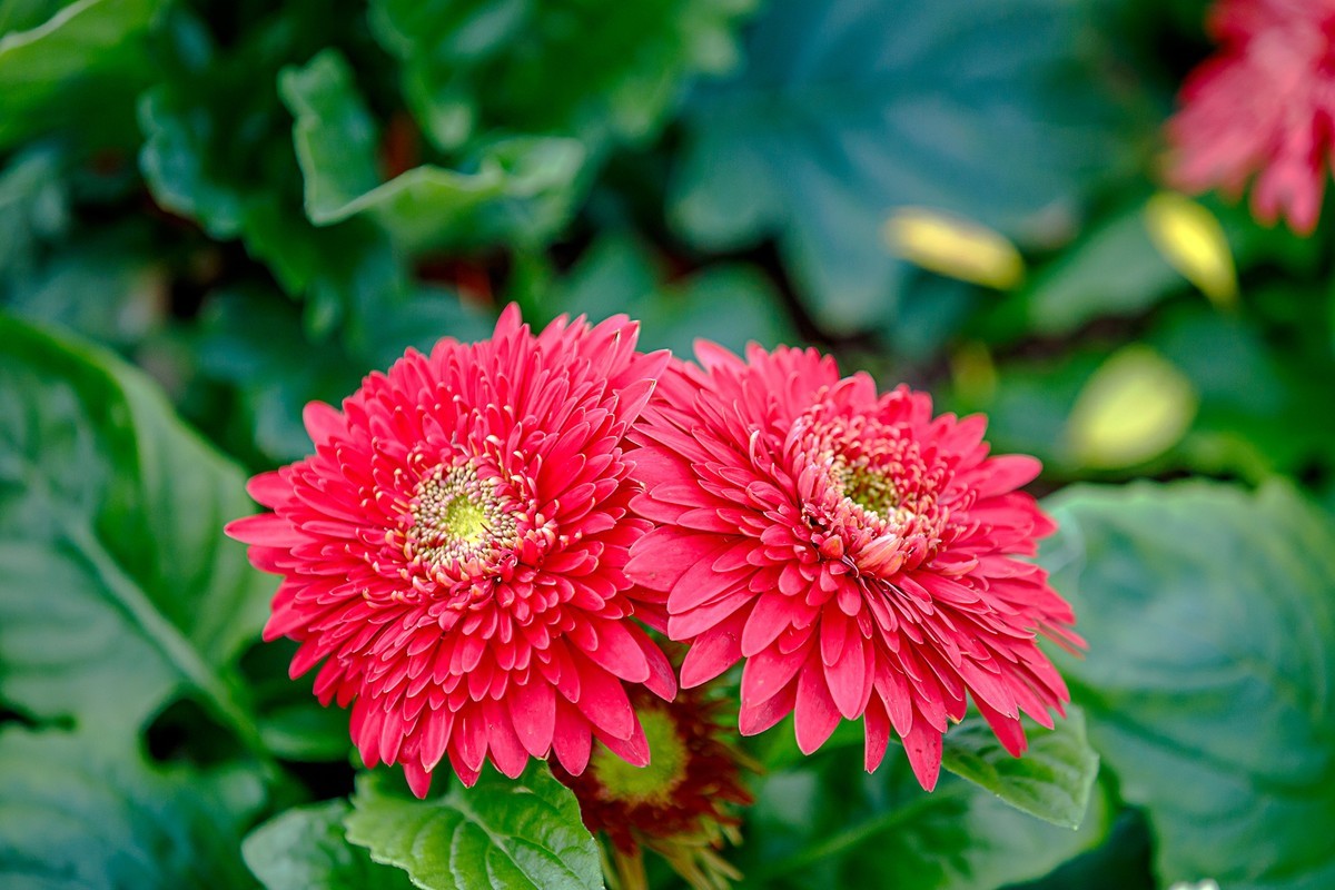 2022花城看花13非洲菊