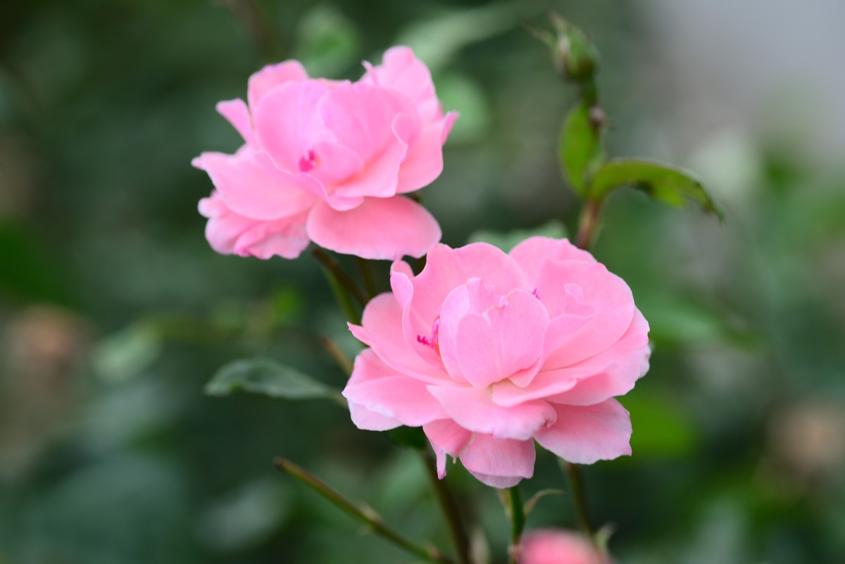 花亦有信月月开【4】