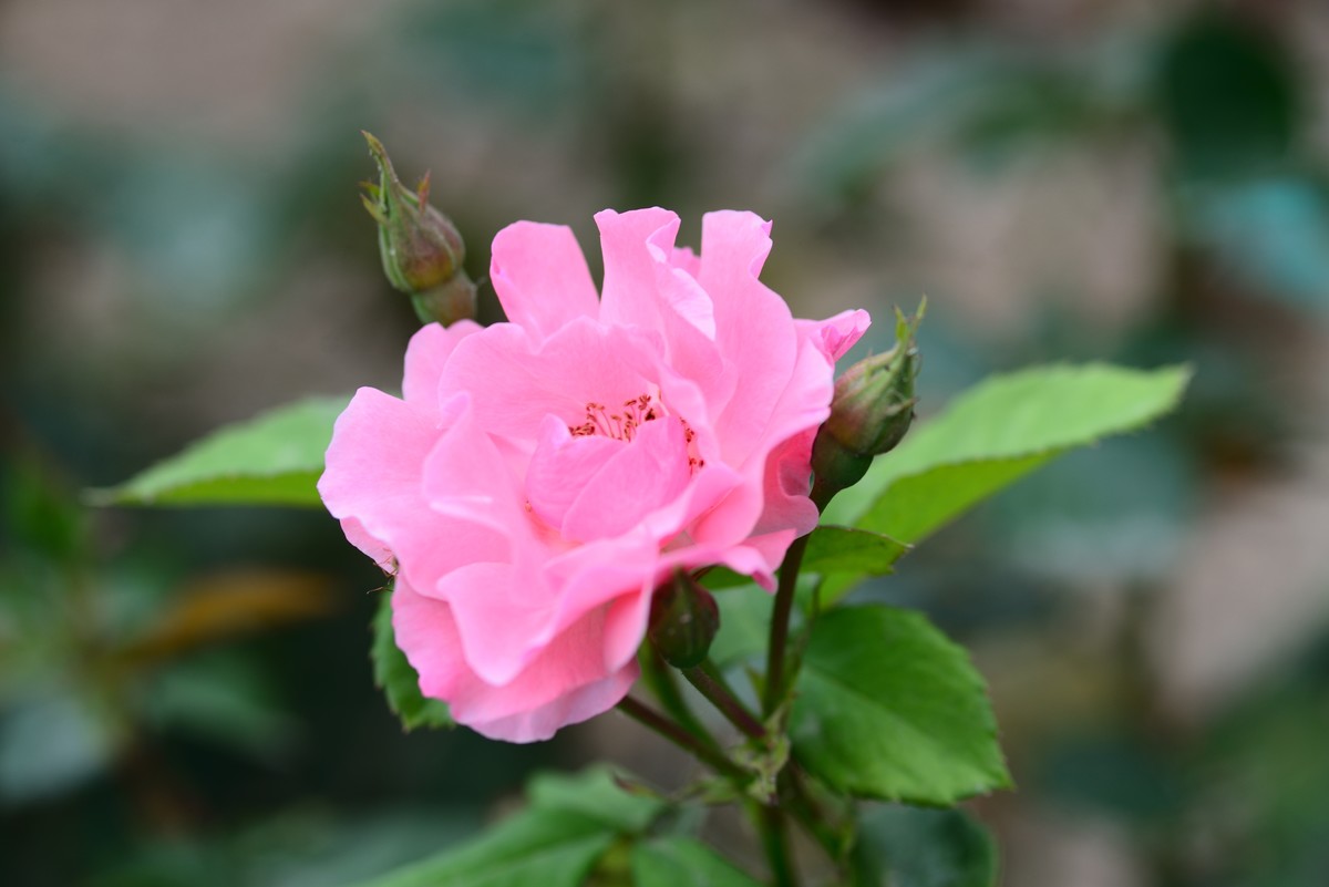 花亦有信月月开【4】