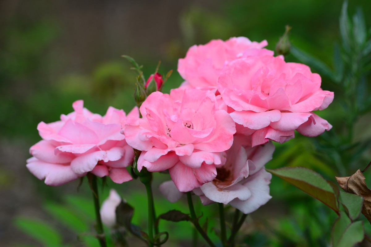 花亦有信月月开【4】