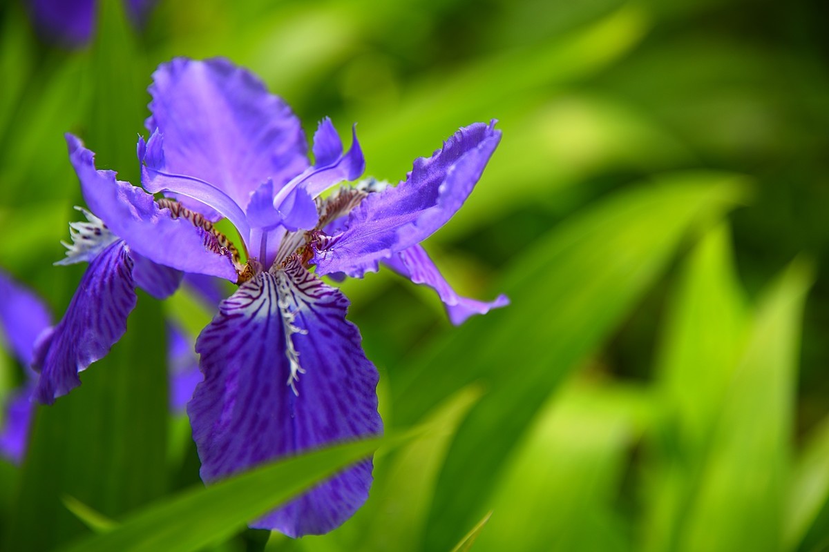 2023鸢尾花(8)-中关村在线摄影论坛