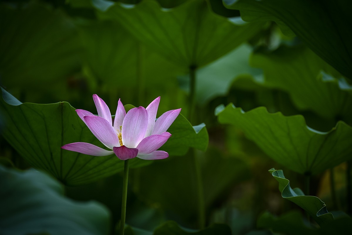 2023年第0651贴-公园荷花开（0901）