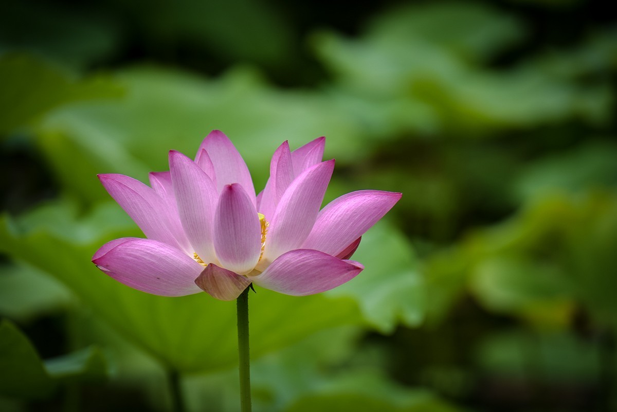 2023年第0651贴-公园荷花开（0901）