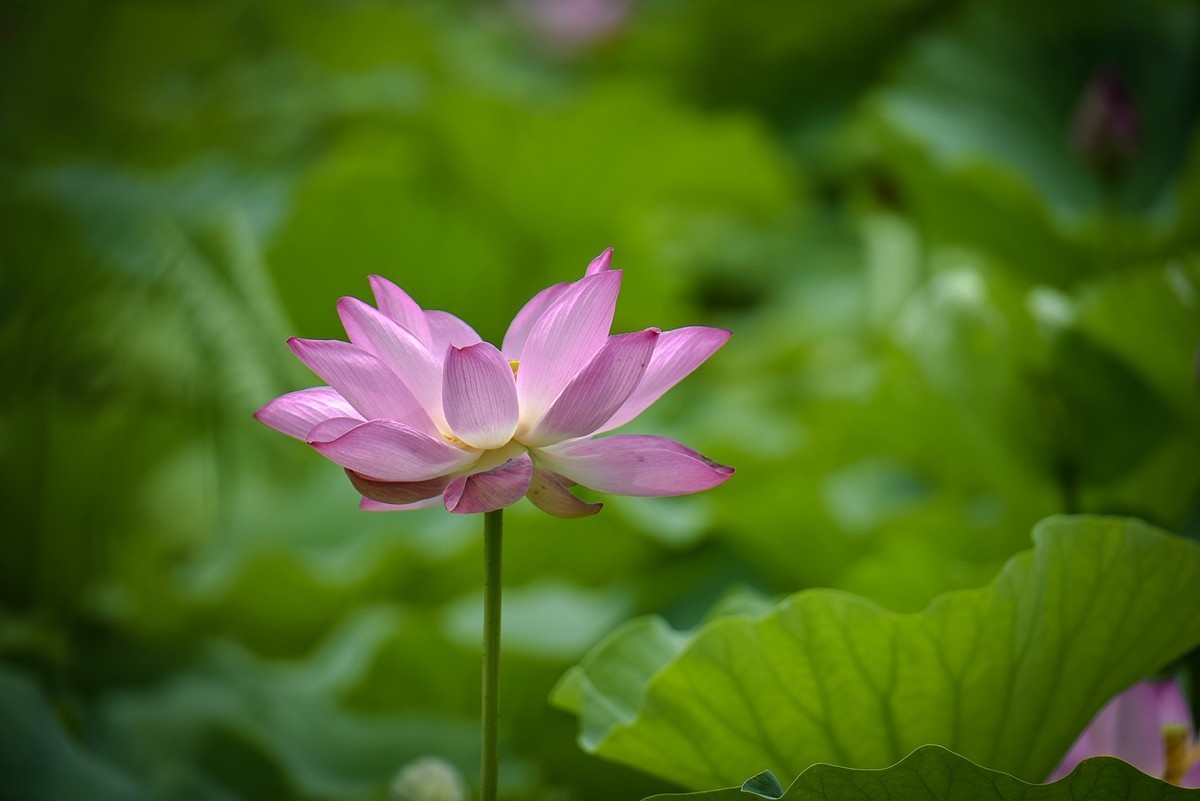 2023年第0651贴-公园荷花开（0901）