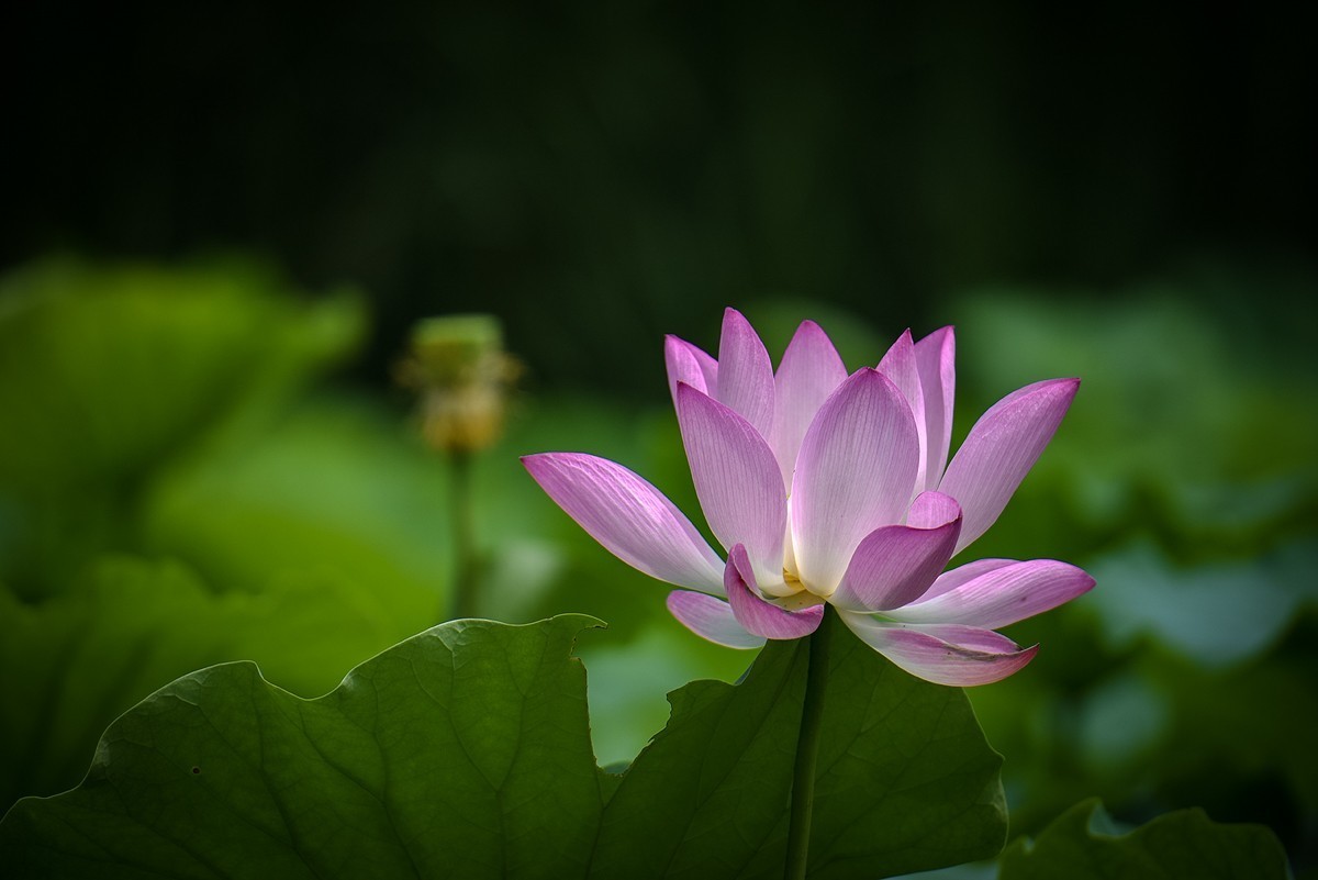 2023年第0651贴-公园荷花开（0901）