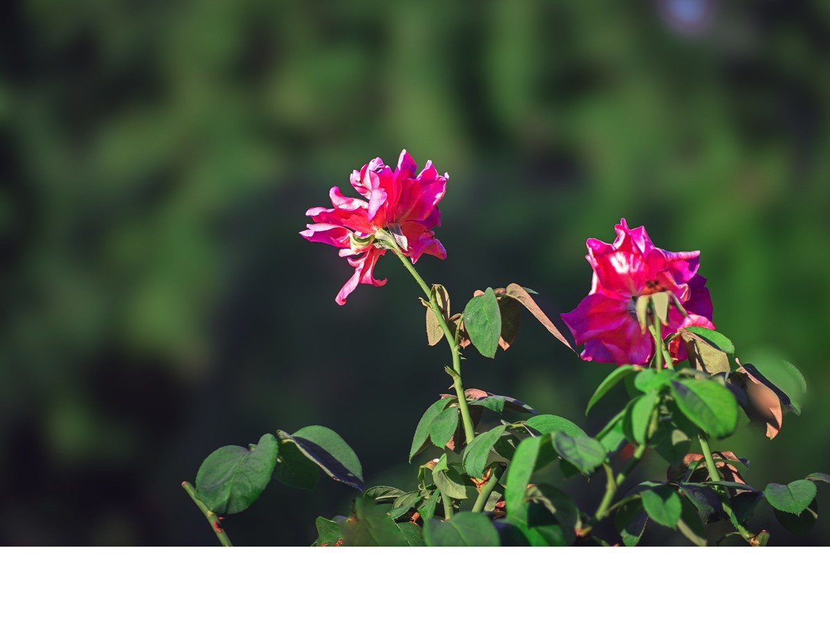 花草