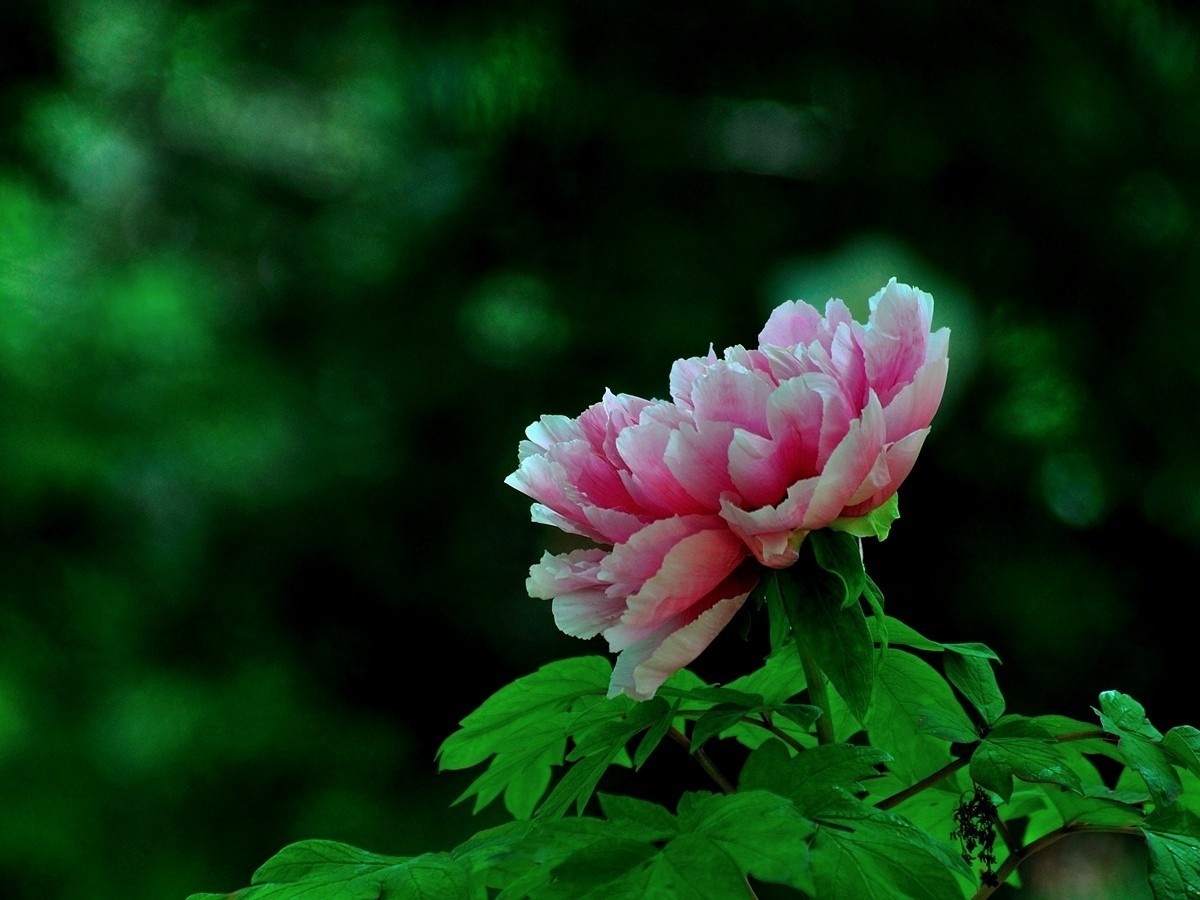 【视觉光影】 唯有牡丹真国色（7）