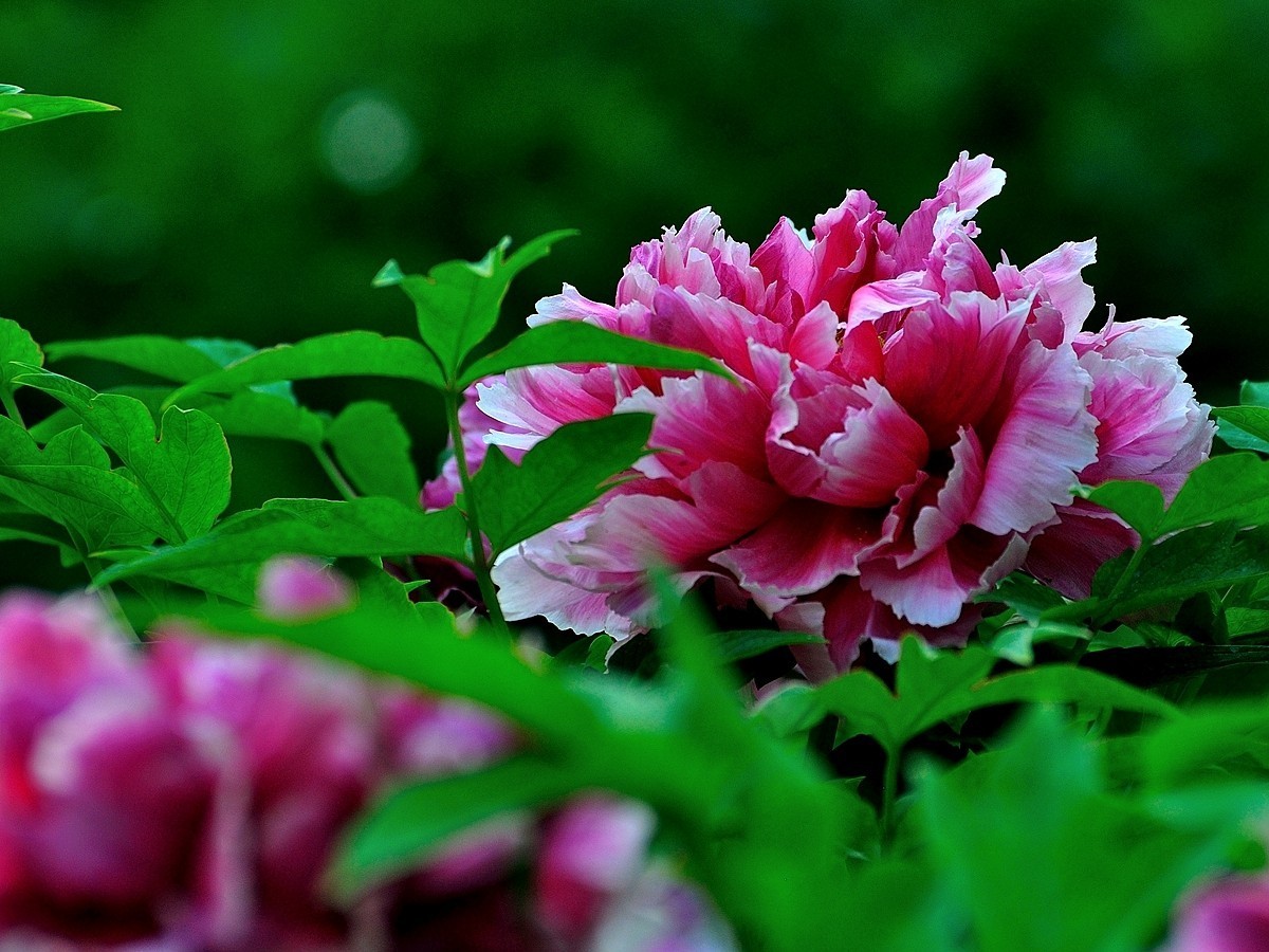 【视觉光影】 唯有牡丹真国色（7）