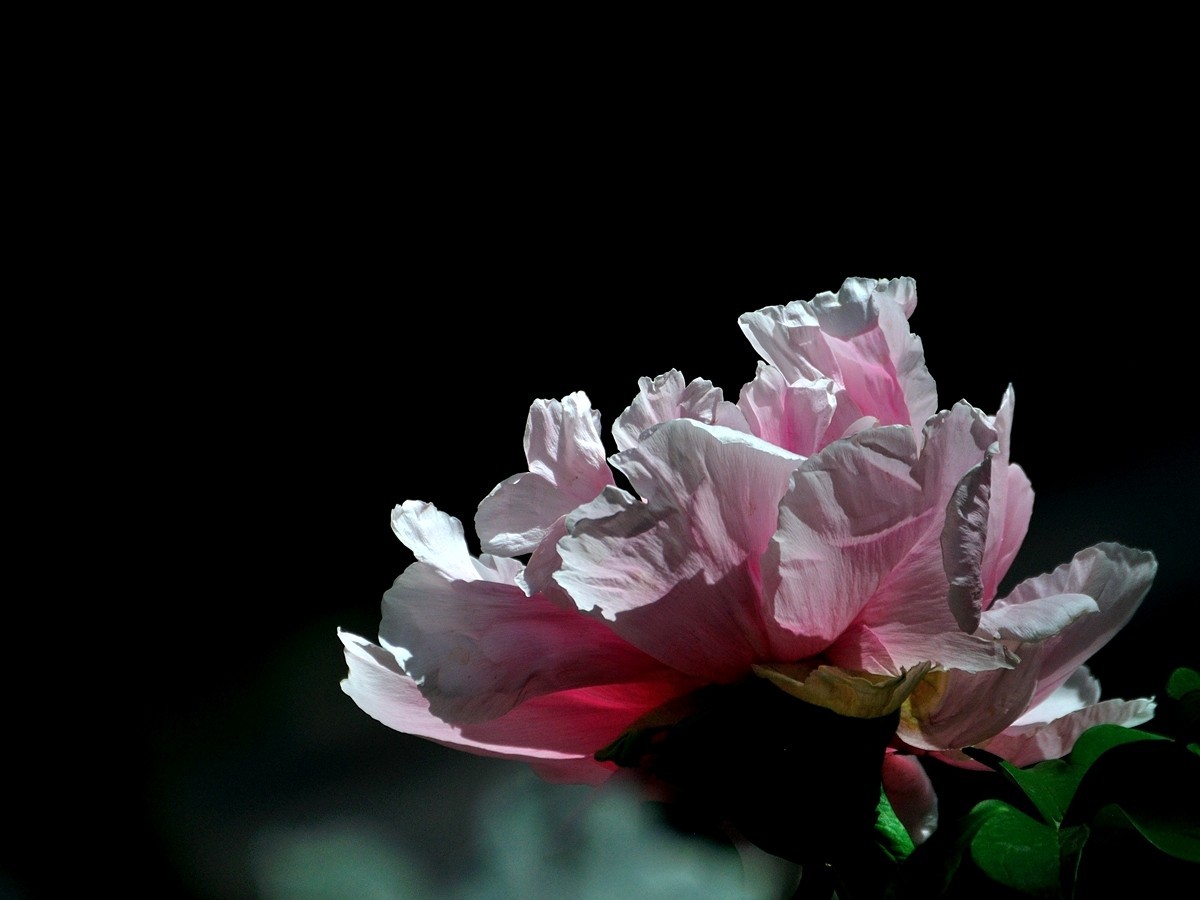 【视觉光影】 唯有牡丹真国色（7）