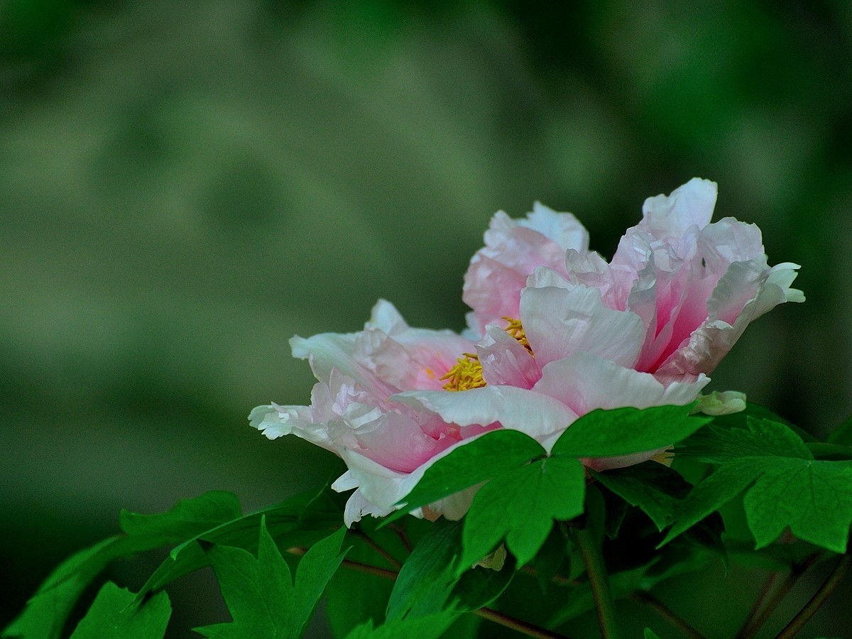 【视觉光影】 唯有牡丹真国色（7）