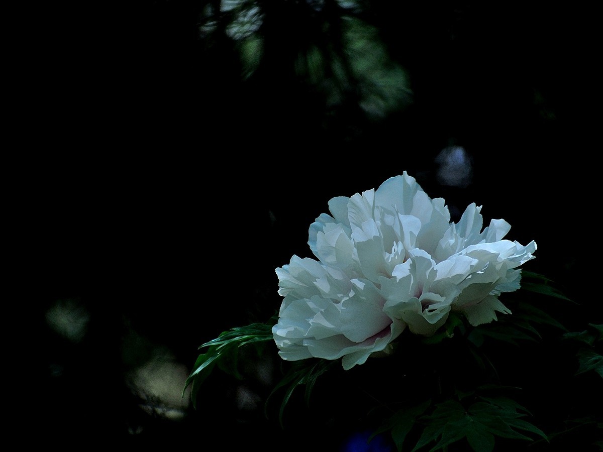 【视觉光影】 唯有牡丹真国色（7）