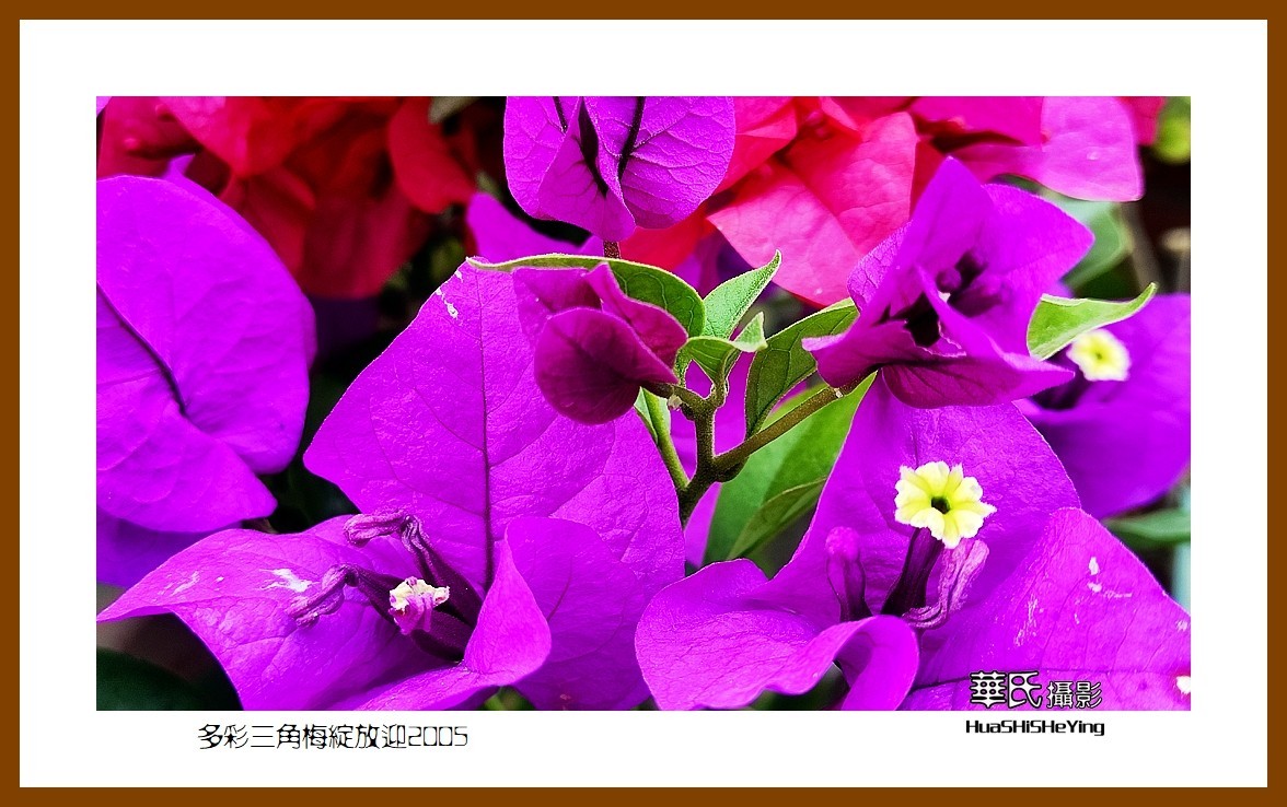 色眼看花——多彩三角梅绽放迎2025（广西白色）