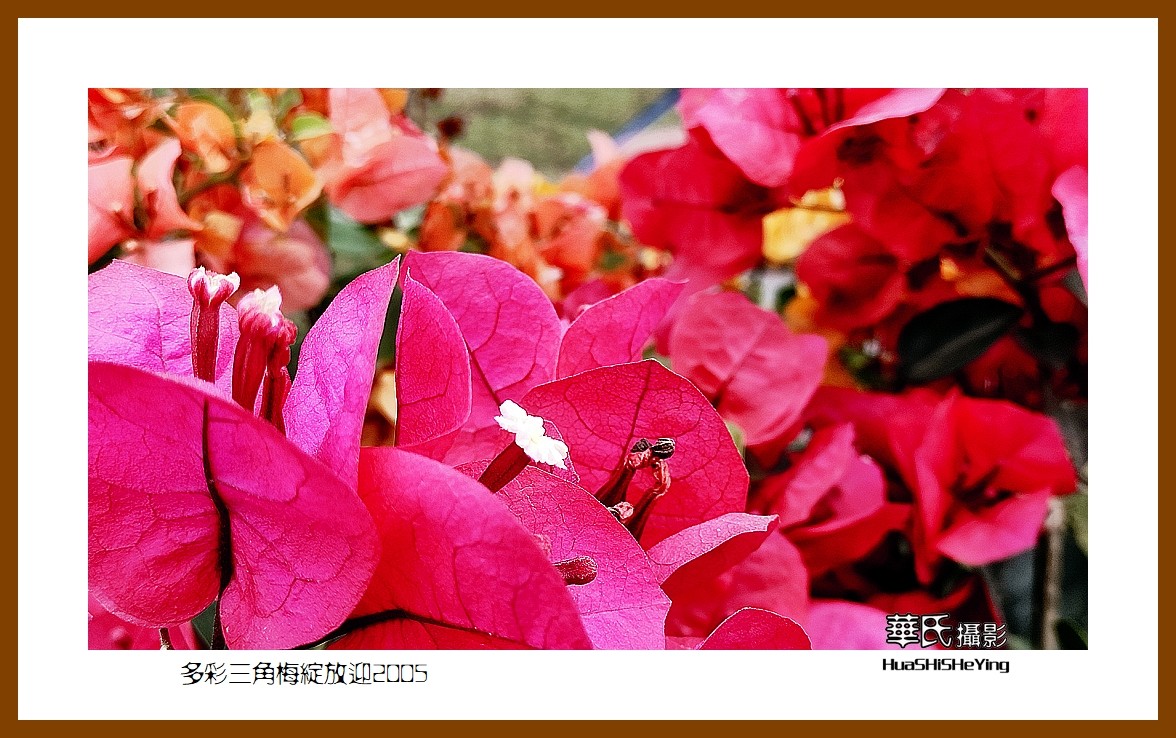 色眼看花——多彩三角梅绽放迎2025（广西白色）