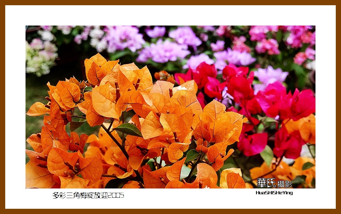 色眼看花——多彩三角梅绽放迎2025（广西白色）