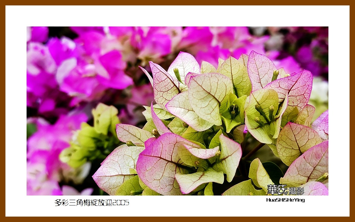 色眼看花——多彩三角梅绽放迎2025（广西白色）