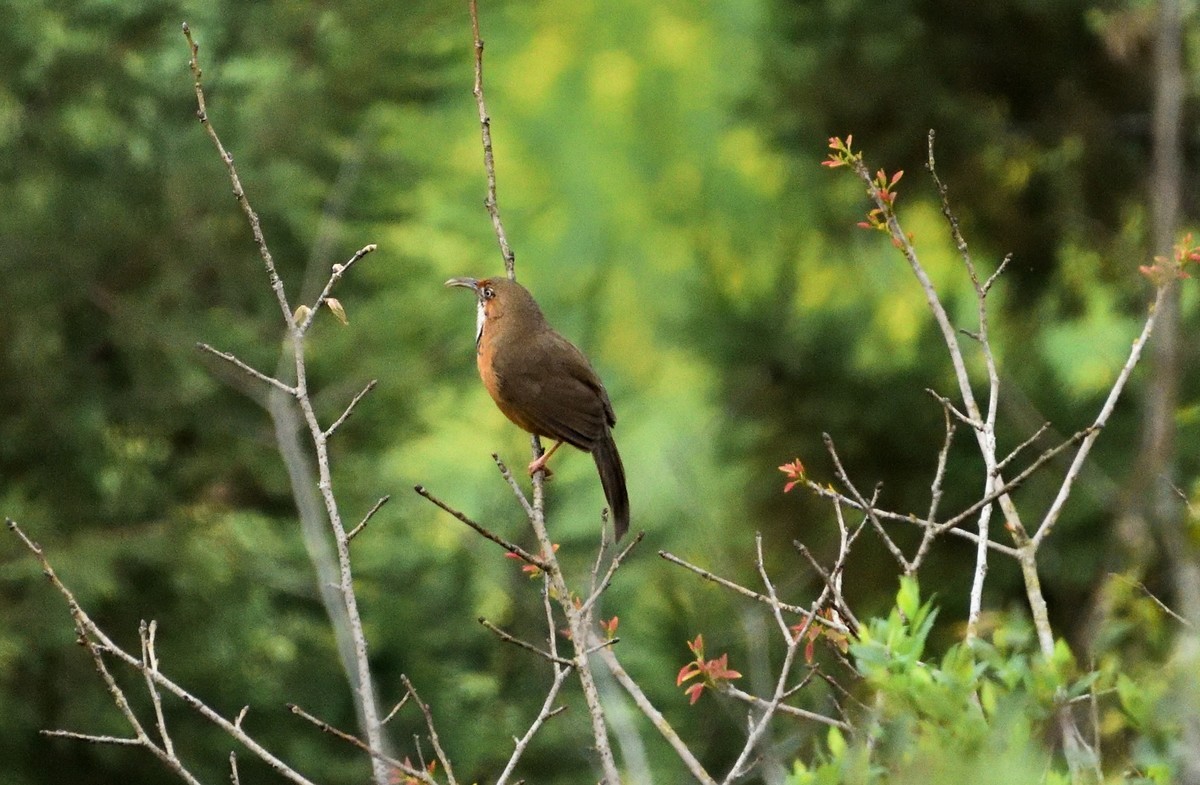 晨光下的金鸡峰丛【3】
