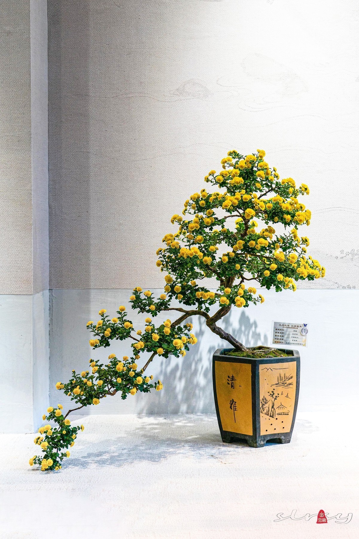 小五星空(中国)祝大家元旦佳节快乐！同时奉上十二月精华！