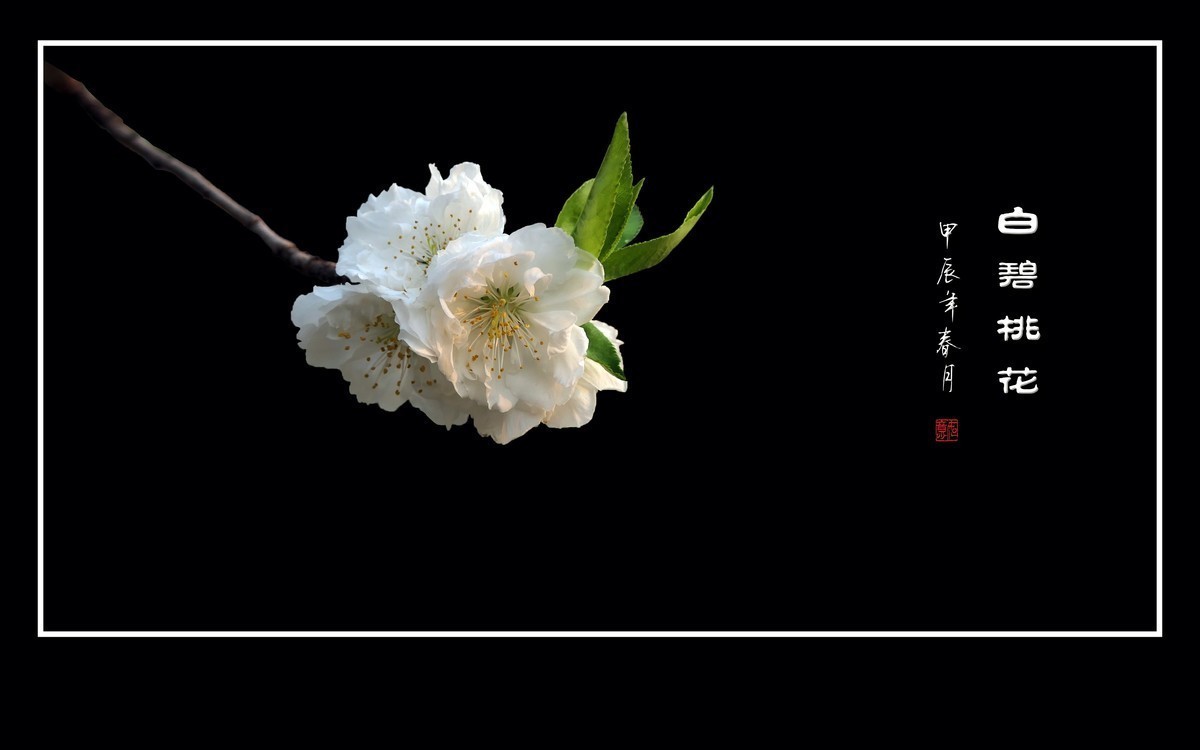 小五星空(中国)祝大家元旦佳节快乐！同时奉上十二月精华！